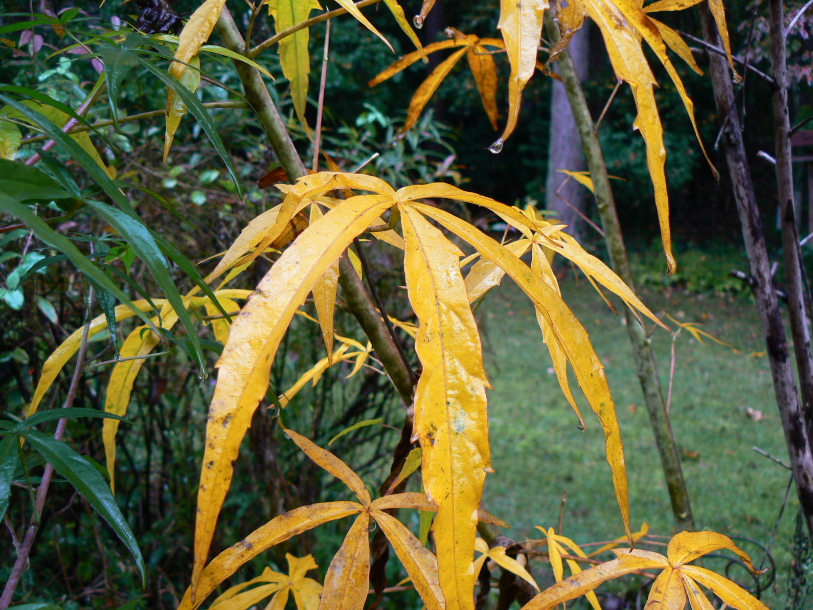 081519_CTN_coccineusFall7.JPG